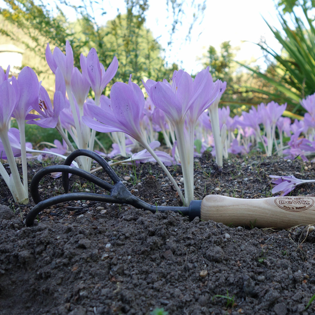 DeWit 3 Tine Cultivator with ash handle in bed of flowers